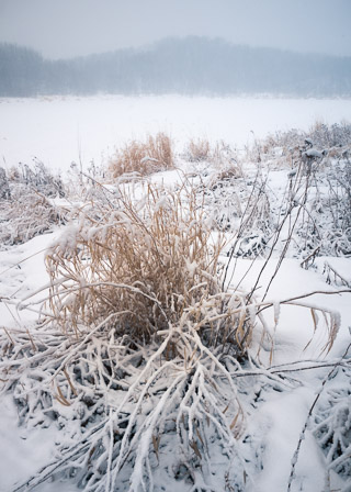 Lake Grass Under Snow
