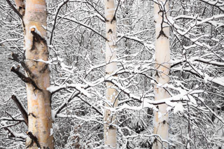 Snow-clad Birch