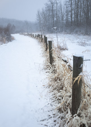 Fence Line in Snow