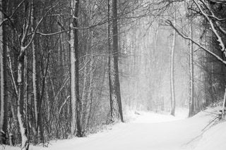 Snow at My Back