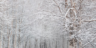 Fine Birch Branches