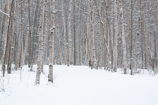 Stand of Snowy Birch