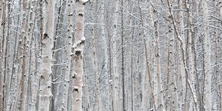 Snowy Birch Trunks
