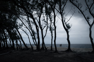 Trees in Cove Bay