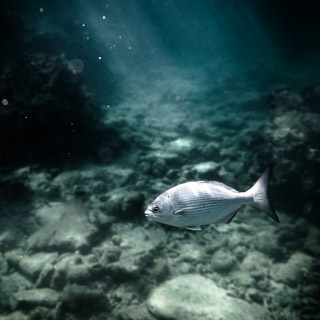 Underwater Inhabitants