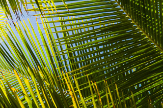 Palm Leaves
