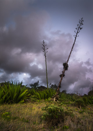 Agave Before Dawn