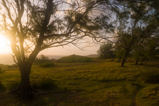 Tropical Pasture at Dawn