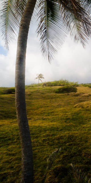 Palm Echos