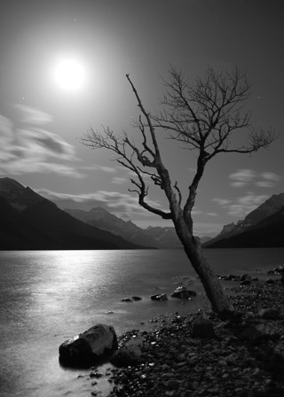 Moonlit Tree