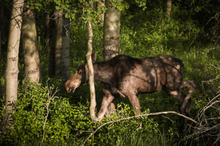 Moose Through Poplars