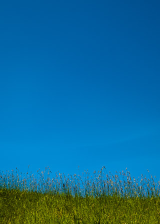 Grass and Sky