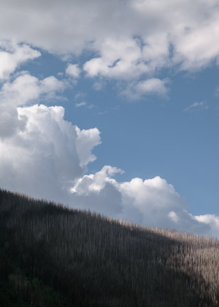 Fire-stripped Trees, Fluffy Clouds