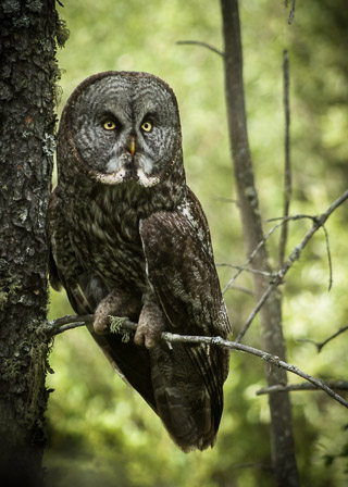 Great Grey Owl