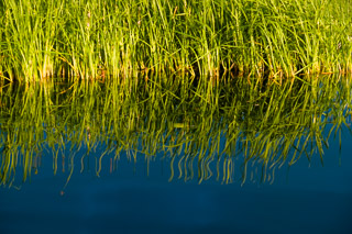 Reedy Reflections