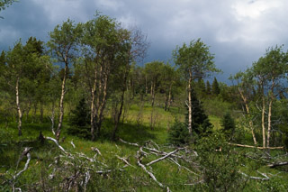 Poplars Falling Down a Slope