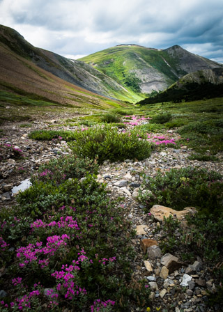 Mountain Meadow
