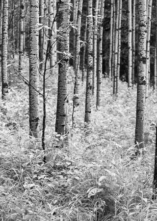 Under Silver Aspen