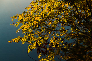 Bright Leaves Against the Saskatchewan River