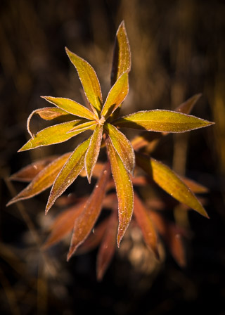 Fireweed