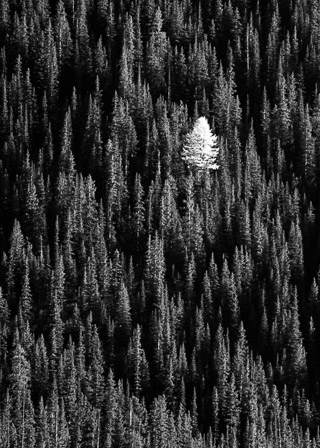 Lone Tamarack in a Sea of Spruce