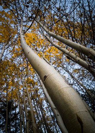 Poplar Trees near Wedge Pond