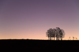 Trees at Dawn