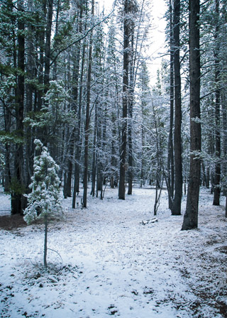 Sparse Winter Forest