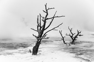 Sunken Trees in Mineral Deposits