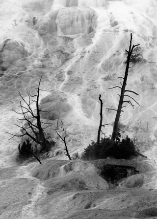 Dying Trees in Mineral Deposits