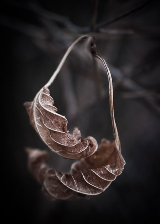 Dried Leaves in the River Valley