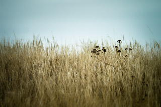 Soft Sky, Dry Field