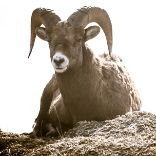 Chilling Bighorn