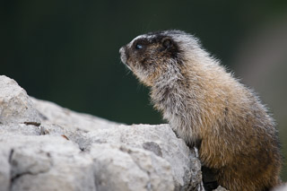 Marmot