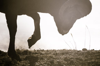 Bighorn Kicking Up Dust