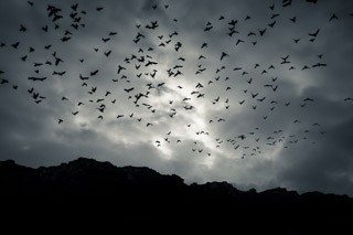 Flocks Came Flying