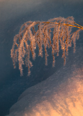 Evening Light on Frosted Grass