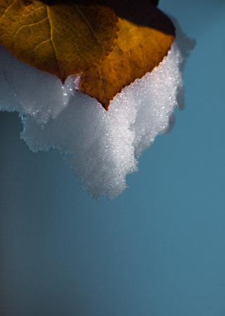 Snow Under Leaves