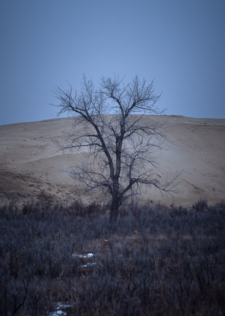 Standing Against a Dune