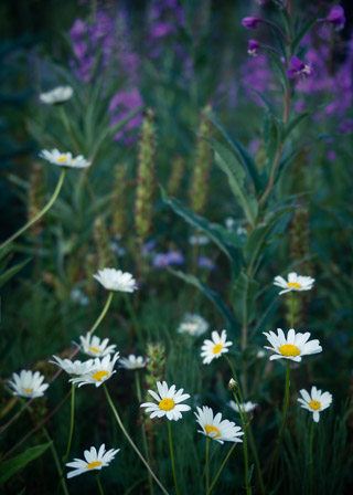 Morning Daisies and Fireweed