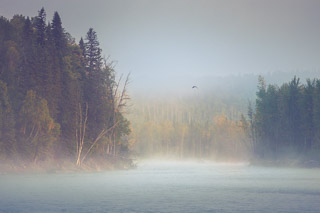 Bald Eagle Looking For Breakfast