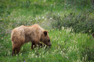 Small Grizzly Inspection