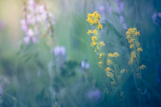 Hazy Goldenrod
