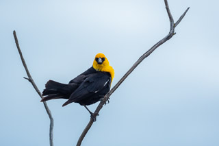 Blackbird Glare