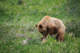 Looking for Bugs