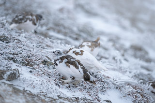 Flock of Ptarmigan