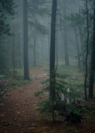 Foggy Path Through Pines