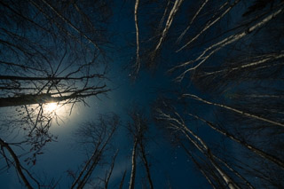 Winter Moon and Stars Through Trees