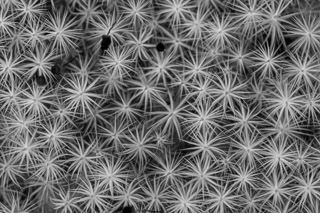 Star Moss Bed
