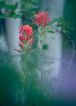 Paintbrush and Poplar